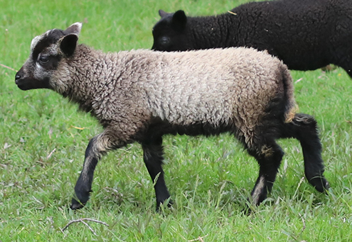 lamb26